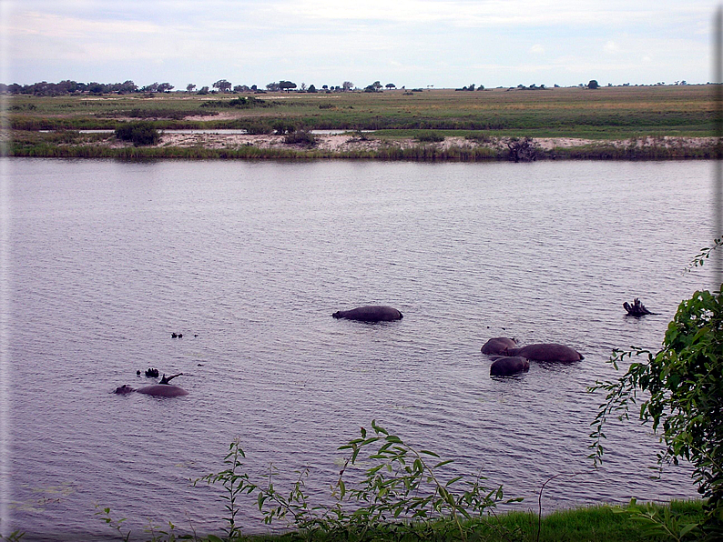 foto Parco nazionale del Chobe